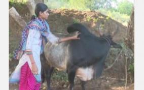 madurai-women-showing-interest-on-jallikattu-raising-bulls-at-par-with-men-and-collecting-prizes
