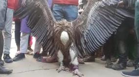 rare-himalayan-vulture-caught-in-kanpur-handover-to-forest-department