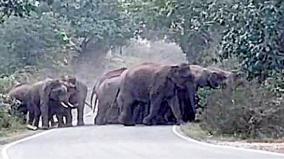 herd-of-elephants-driven-to-karnataka