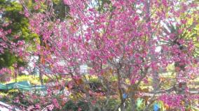 cherry-flowers-bloom-on-kodaikanal-blooms-only-once-year