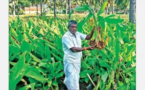 krishnagiri-farmers-are-disappointed-as-they-do-not-get-price-for-bunch-of-turmeric-despite-demand-for-pongal-festival