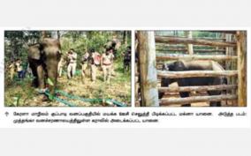 captured-magna-elephant-on-kerala-on-wood-cage-forest-department-plan-to-convert-to-kumki
