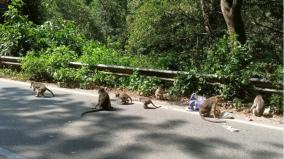 monkeys-coming-to-eat-food-thrown-on-kumuli-hill-road-tragically-trapped-and-killed-by-vehicles