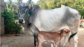 the-owner-of-the-winning-bull-in-jallikattu-is-awarded-a-national-cow-with-a-calf