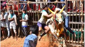 avaniyapuram-jallikattu-competitions-concluded-car-prize-for-winner-of-28-bulls
