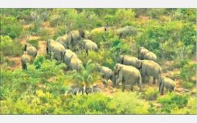 44-elephant-camp-on-sanamavu-forest-area-forest-department-warns-villagers