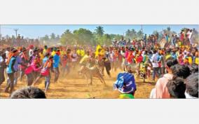 pongal-eruthu-vidum-festival-at-shoolagiri-competition-among-youths-to-grab-prize
