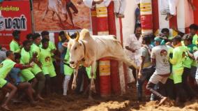 madurai-alanganallur-jallikattu-highlights