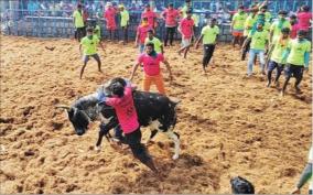 jallikattu-with-1968-bulls-on-trichy-pudukkottai-karur-114-injured