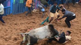 an-unauthorized-jallikattu-competition-in-salem-58-members-injuried