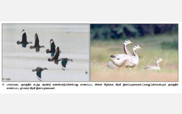 Thamirabarani Birds Survey at Nellai, Tenkasi, Thoothukudi: Volunteers Invited to Pre Booking