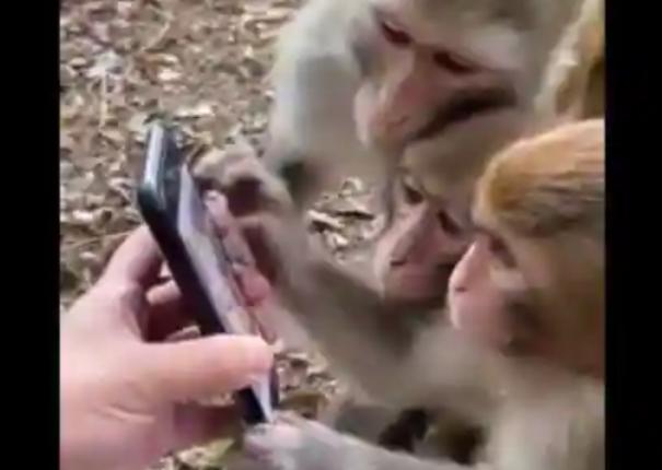 monkeys scrolling smartphone like humans video shared By union minister