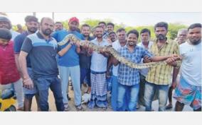 10-feet-long-python-caught-on-thiruparankundram-dam