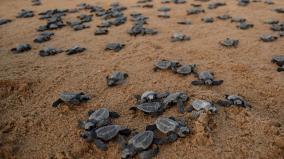ordinance-to-turtle-conservation-and-rehabilitation-centre-planned-in-chennai