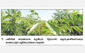 curry-leaves-plant-scorched-by-snow-request-to-govt-for-compensation