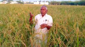 farmers-demand-government-to-provide-subsidy-for-traditional-rice-cultivation-in-organic-farming