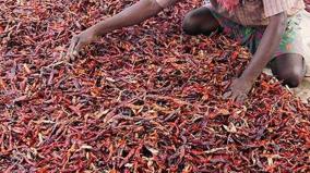 200-tonnes-of-organically-grown-chillies-flown-from-kamudi-to-us