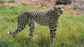 cheetah-in-madhya-pradesh-park-falls-ill