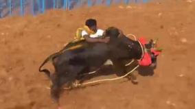 jallikattu-at-coolamet-near-salem-300-soldiers-quelled-600-rampaging-bulls