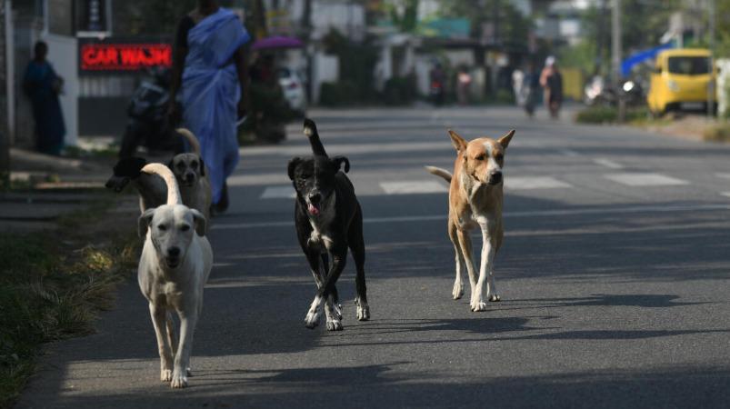 80 people, including children, were bitten by stray dogs