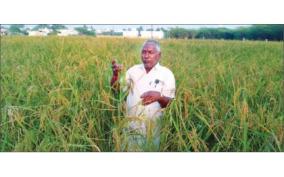 traditional-rice-cultivation-on-organic-farming-request-to-govt-to-provide-assistance