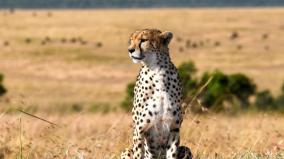 12-cheetahs-from-south-africa-to-arrive-in-india-by-february-end