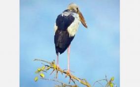 discovery-of-100-bird-species-on-krishnagiri-district-water-bodies