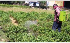 jasmine-production-70-affected-due-to-frost-farmers-suffer-due-to-increase-on-maintenance-cost