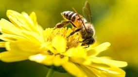 honey-bees-facts