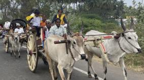 palani-thaipusam-festival-devotees-arrive-in-a-traditional-bullock-cart