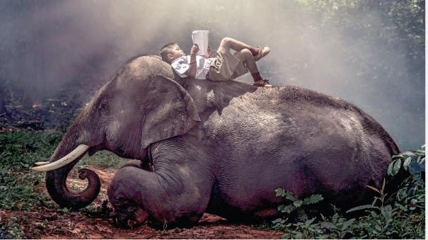 Elephant Pagan