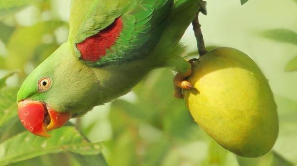 Mango Tree Story