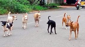 stray-dogs-pose-threat-to-madurai