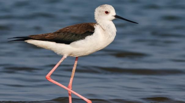 Salem's Manivuzhudhan Lake Becomes Bird Sanctuary