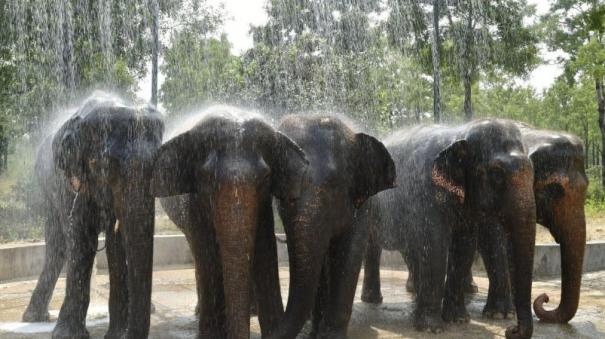 MR Palayam Elephant Rehabilitation Centre Court directs Govt to appoint veterinary as soon as possible