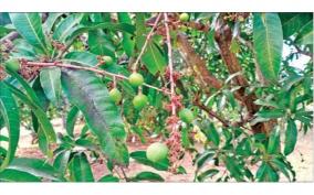 snowfall-on-krishnagiri-followed-by-blossoming-leaves-mango-trees-dead-farmers-fear