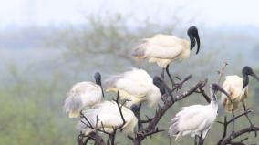 madurai-samanatham-opportunity-to-declare-first-bird-sanctuary