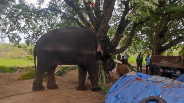 Dharmapuri | Kumki Elephant brought to capture a single wild elephant that is damaging farmland