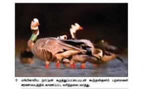 line-headed-duck-that-came-to-koonthankulam-with-a-neck-band-from-mongolia