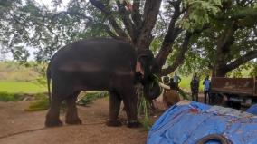 dharmapuri-kumki-elephant-brought-to-capture-a-single-wild-elephant-that-is-damaging-farmland