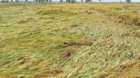 rain-affected-delta-regions-crop-damage-inspection-by-ministers
