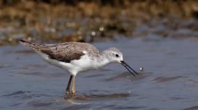 birds-from-northeast-china-visit-salem-district