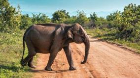 single-elephant-wandering-on-wild-palakkad-forest-reserve-was-delayed-on-capture-after-being-injected-with-anesthesia