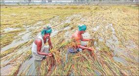 1-33-lakh-acres-of-paddy-crops-covered-by-heavy-rains-in-delta-districts-rainwater-agriculture-department-survey-information