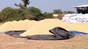 additional-direct-paddy-procurement-stations-farmers-demand-in-virudhunagar-district