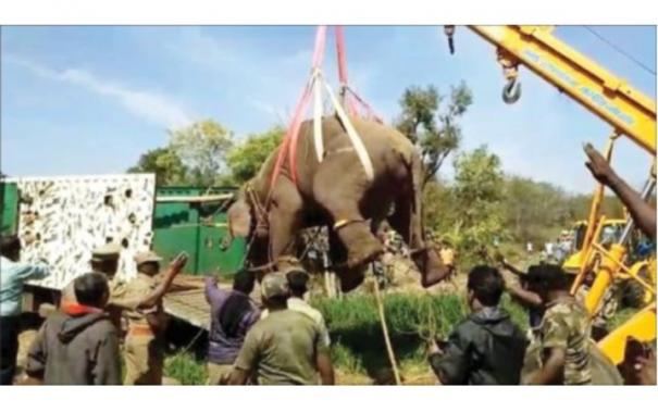 Forest Department Caught Threatened Elephant near Palakkad by Administering Anesthesia