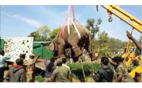 forest-department-caught-threatened-elephant-near-palakkad-by-administering-anesthesia