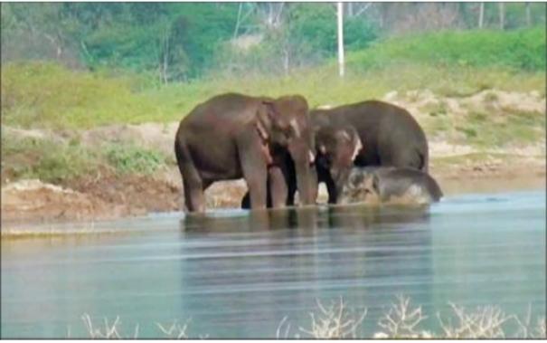 5 Elephant Camp on Lake near Palakkad: Villagers Fear
