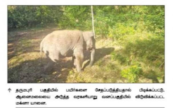 Magna Elephant Caught on Dharmapuri District Released on Varagaliyar Forest