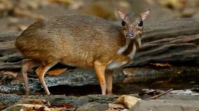 spread-of-lantana-camara-plant-on-udumalai-and-amaravati-hill-villages-warning-of-threat-to-chevrotain-species